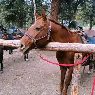 Horse back riding in the pine  forest