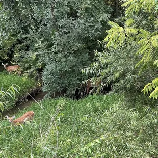 Deer family!