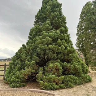 Beautiful tree on the park