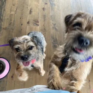 Dog friendly inside!!!