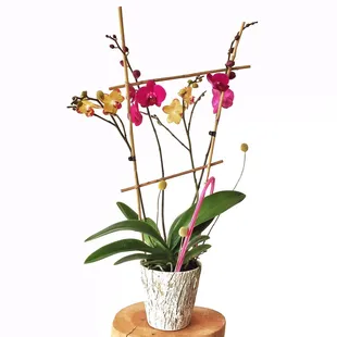 Orchid Plants. Always.
