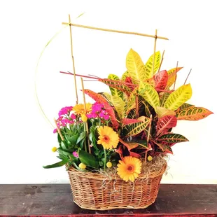 Handcrafted Mixed Plant Baskets.