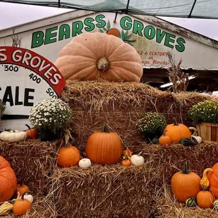 If you're looking for a pumpkin, look no further.