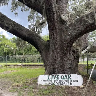 a live oak tree with a sign that says live oak
