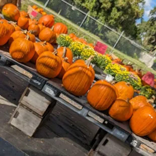 a display of pumpkins and flowers