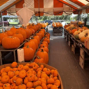 Super cute pumpkin patch! So many different sizes