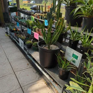 a variety of potted plants