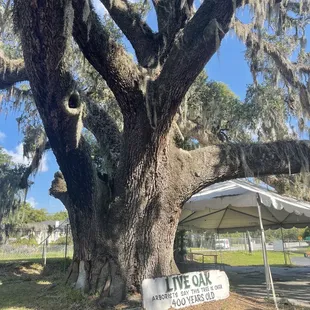 Huge tree in the parking lot