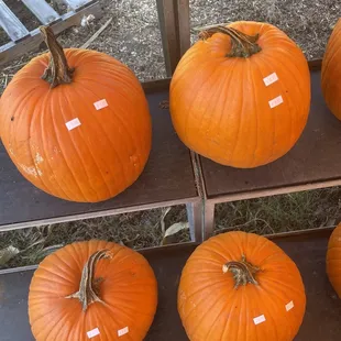 Pumpkins are reasonably priced!!