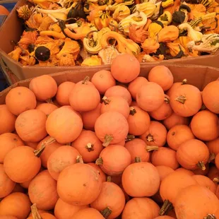 Mini pumpkins and gourds