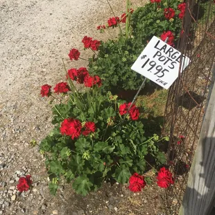red geranias and a sign