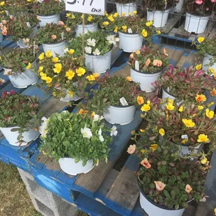 a variety of flowers