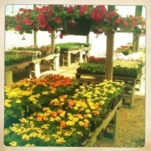 a variety of flowers