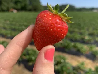 Henley Farms