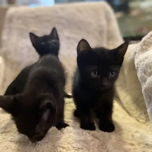 babies up die adoption