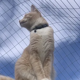 romeo owner surrender kitty