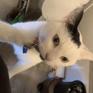 presly a foster fail rescue