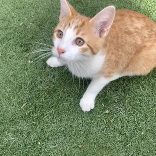 dennis rescue kitten