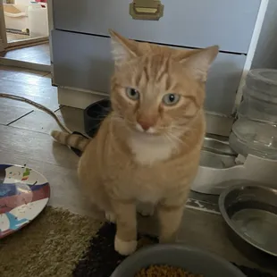 big boy Oliver Twist