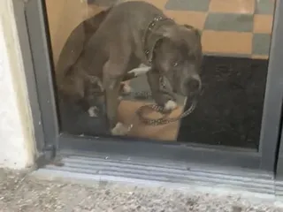 Camino Seco Pet Clinic