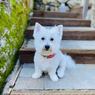 Beautiful puppy cut.