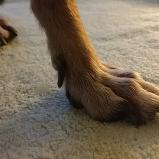 Nails are still very long after they were cut.