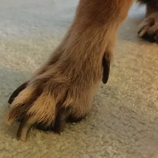 Nails are still very long and uneven after getting cut.