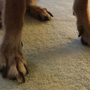 Nails are still very long after they were cut.