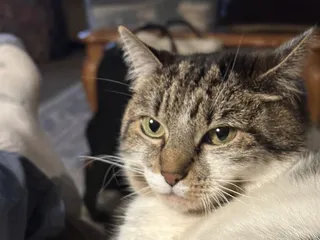 The Downtown Dog Groomer