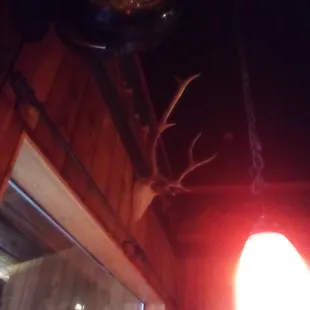 An awesome set of deer horns