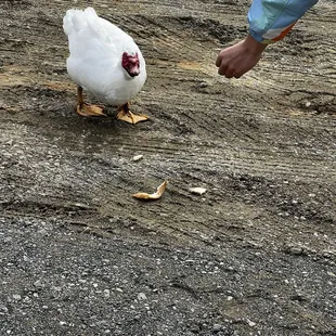 Ducks