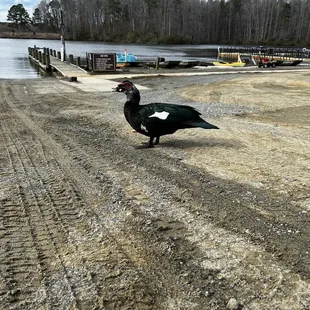 Duck