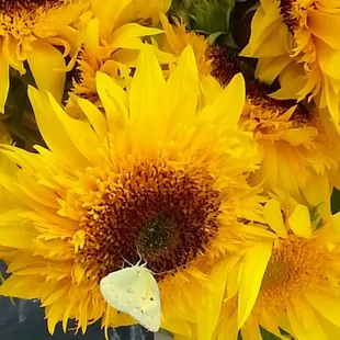Sunflowers locally blooming