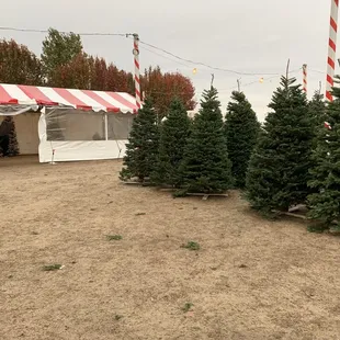 Christmas Trees