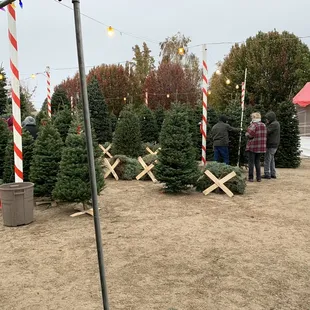 Christmas Trees
