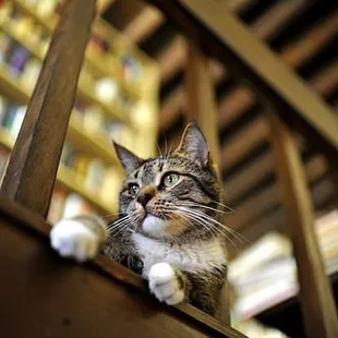 'Bookstore Cat' is one cool cat