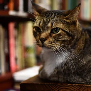 Book Store Kitty