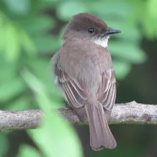 Eastern Phoebe