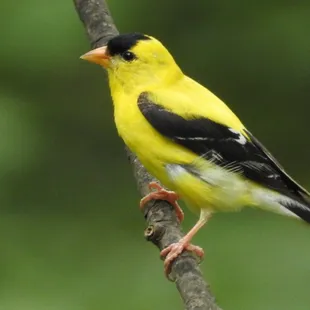 American Goldfinch