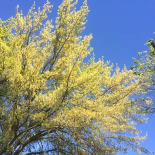 Trees are stunning here