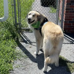 Toby loved his grooming appointment!