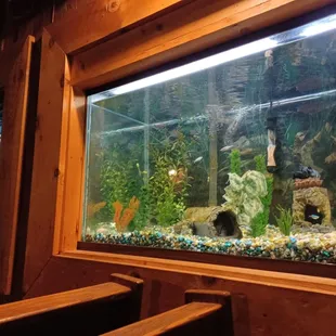 a fish tank