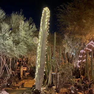 a cactus garden at night