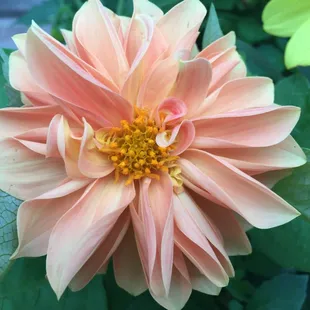 a pink dahlia