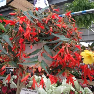 Unusual hanging baskets