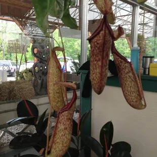 Carnivorous pitcher plant! Who doesn't need one?
