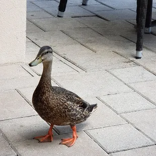 She comes begging for scraps from your meal