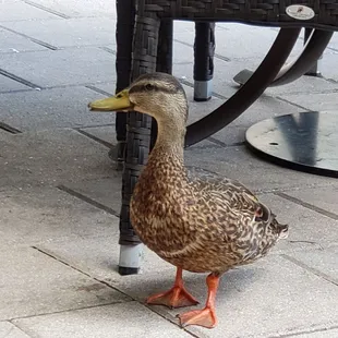 Looking for scraps from people's lunch