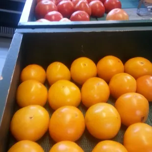 Freah tomatoes hand picked and gently placed in bins