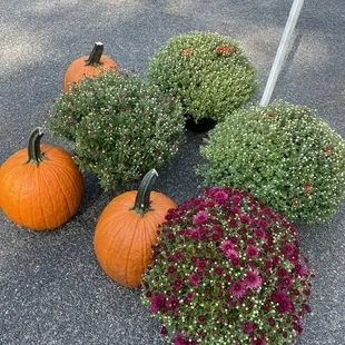Beechmont Open Air Market